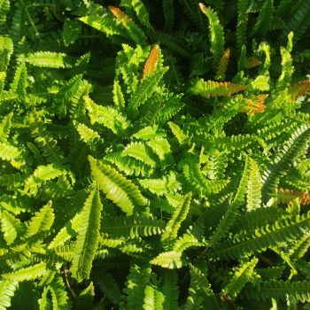 Blechnum penna-marina_98