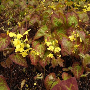 EPIMEDIUM Xperalchicum 'Frohnleiten' (J) (6)