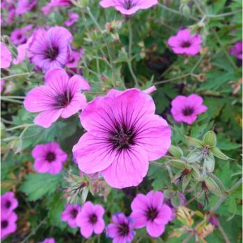 geranium ivan